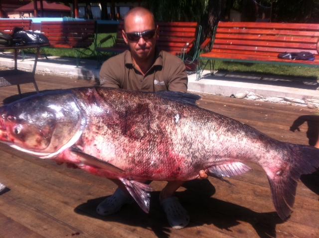 Crap chinezesc 41 kg